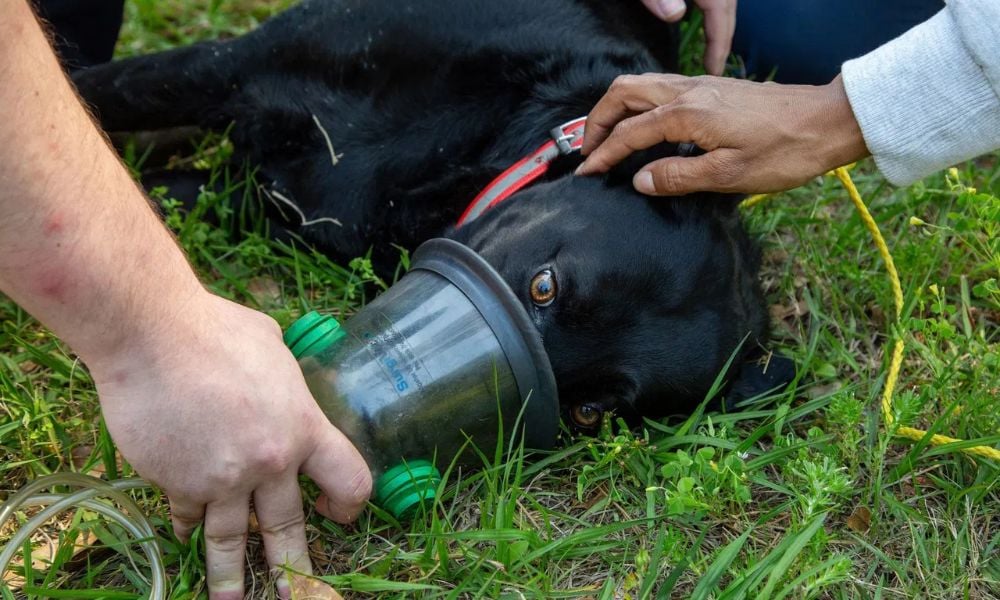 Greta receiving oxygen