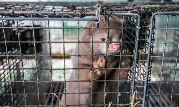 SIGN: Help Ban Cruel Mink Farming in the US Where Animals Suffer in Tiny Cages & Are Killed in Gas Chambers