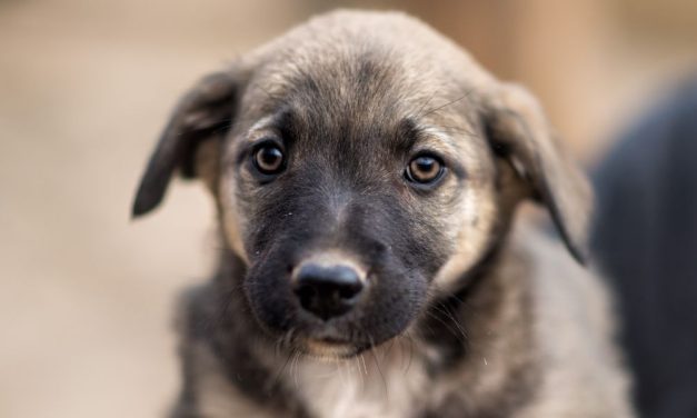 SIGN: Justice for Puppies Allegedly Bought Online, Mutilated, and Left for Dead