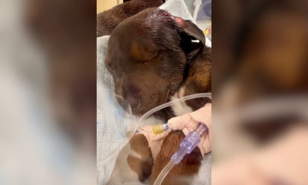 SIGN: Justice for 10-Week-Old Puppy Kicked, Stomped On, and Slammed to Ground