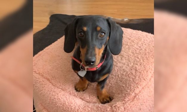 After Spending 529 Days in the Wild, Tiny Dog is Finally Safe Thanks to Remarkable Rescue Effort