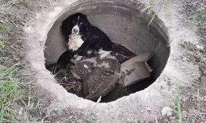Black and white dog in sewer hole