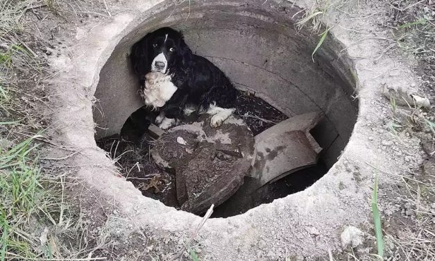 Dog Missing for a Month Found When Firefighters Investigate Car Fire