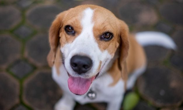 Dogs and Cats Used in Labs Now Eligible for Adoption Under New Colorado Law