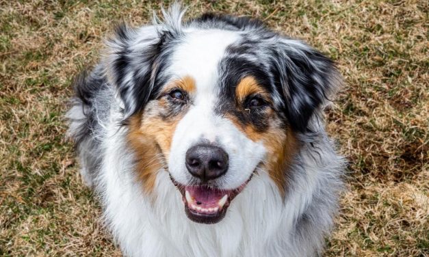 New Washington Law Expands Protections Against Animal Cruelty and Fighting
