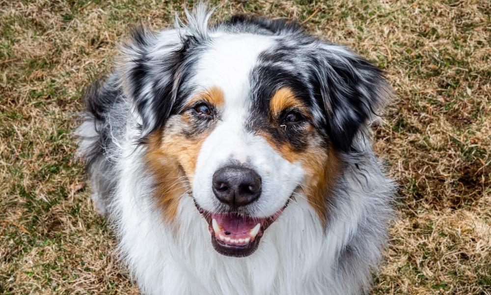 Australian Shepherd