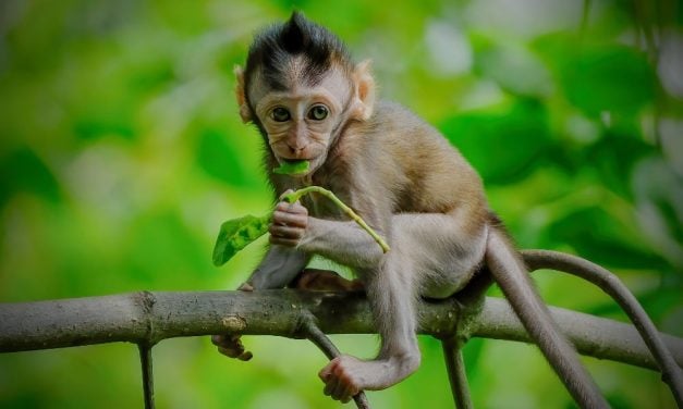 11 Suspects Indicted for Alleged Ties to Online Monkey Torture Groups