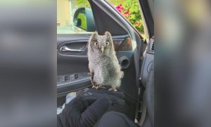 Baby owlet on a detective's hand