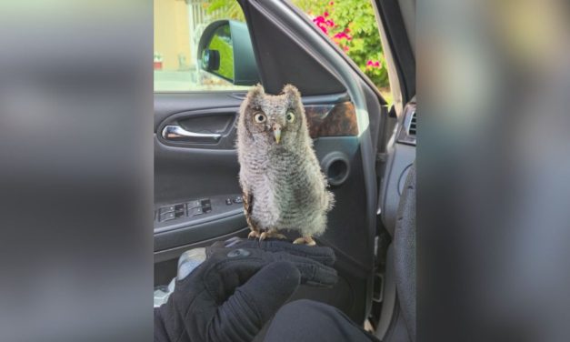 Injured Baby Owlet Stranded in Bustling Parking Lot Is Rescued by Heroic Detective