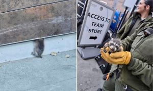 Baby raccoon before and after rescue