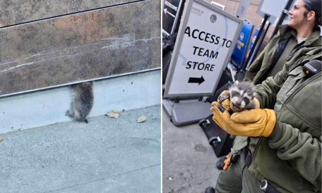 Five Orphaned Baby Raccoons Rescued After Being Found Inside NBA Arena