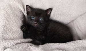 Black Kitten