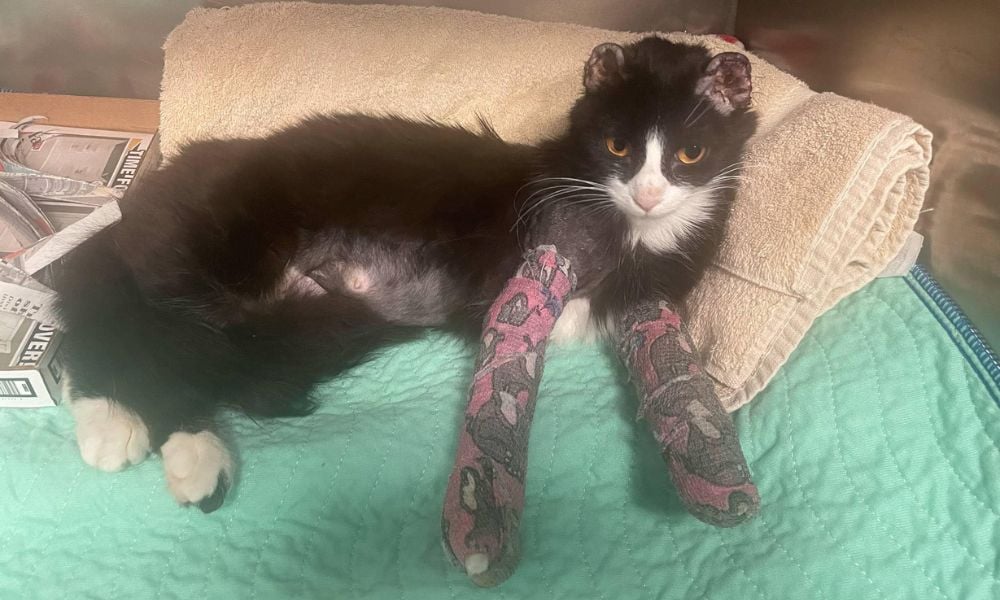 SIGN: Justice for Cat Whose Legs Were Broken & Ears Allegedly Bitten Off