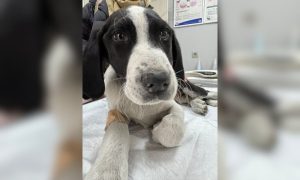 Dog laying on table at the vet