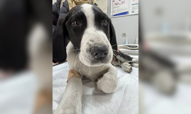 Lady Freethinker Helps Provide Lifesaving Care to Stray Dogs in Turkey