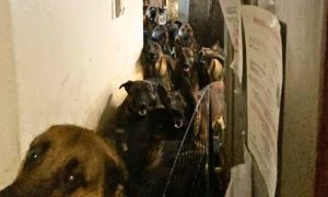Dogs Crammed in Apartment