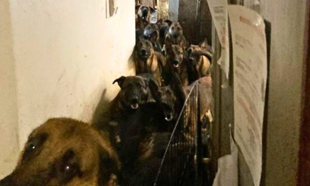 SIGN: Justice for Nearly 50 Sick Dogs Found Stuffed in Closets & Cupboards in Waste-Filled NYC Apartment