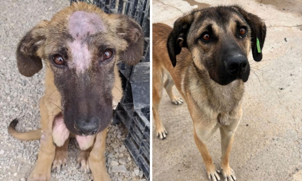 Duman Before & After