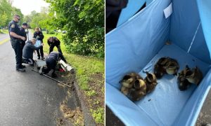 Emergency crews huddled around storm drain and ducklings in the bag