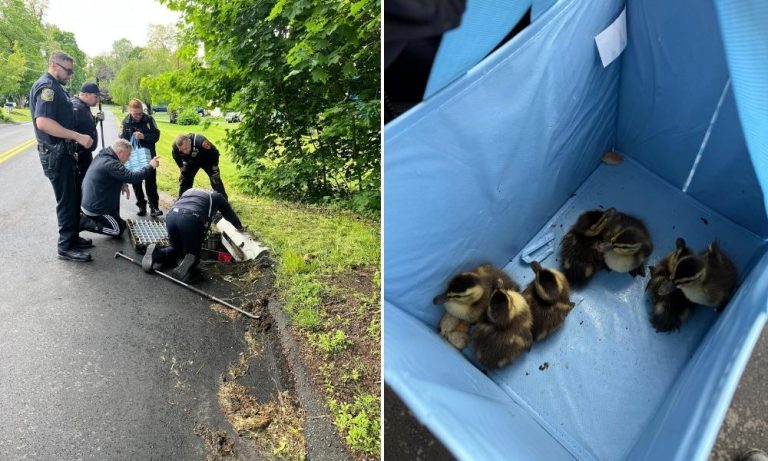 Seven Baby Ducks Rescued From Storm Drain and Reunited With Mama Duck