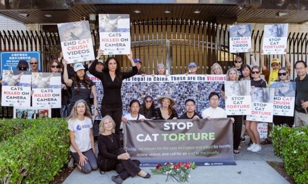 Lady Freethinker Protests Cat Torture on Social Media
