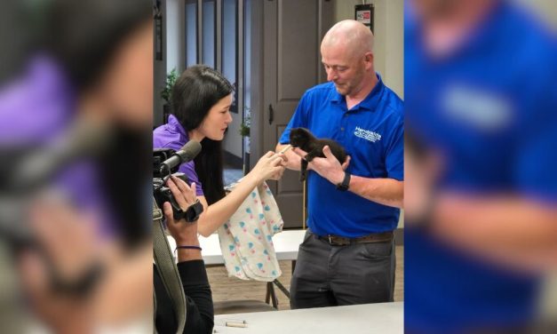Kitten Tossed From Moving Car in Trash Bag Saved by Heroic Plumber