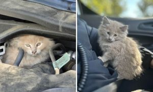 Frankie In Engine & In Officer's Lap After Rescue