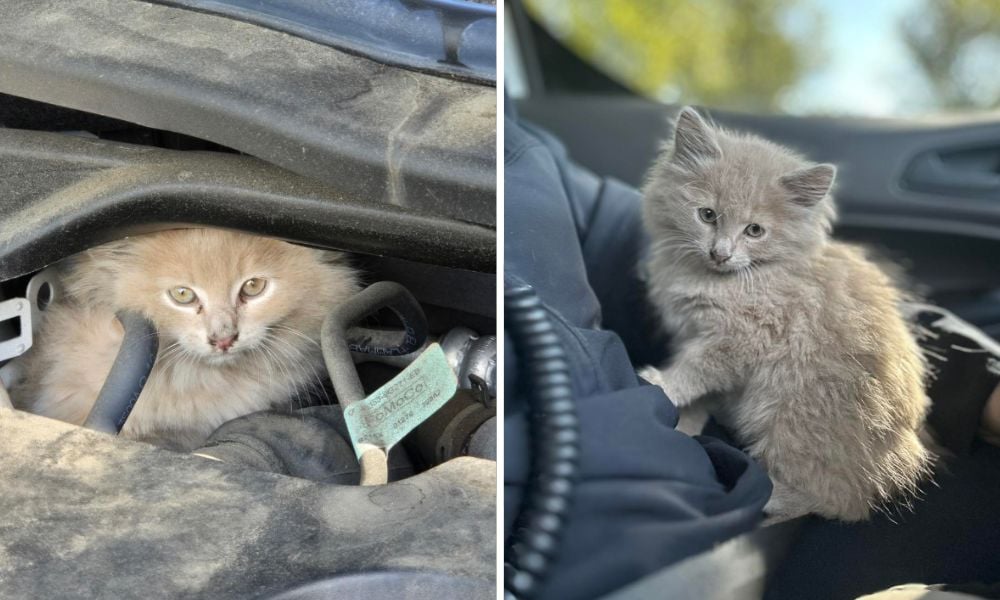 Kitten Rescued From Under Hood of Pennsylvania Senator’s Car