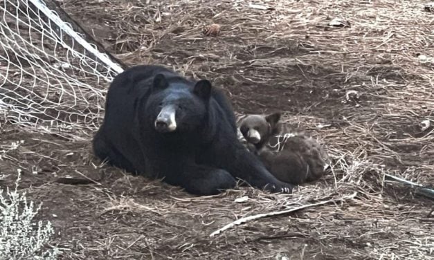 Bear Cub Freed From Soccer Net While Mom Waits Nearby