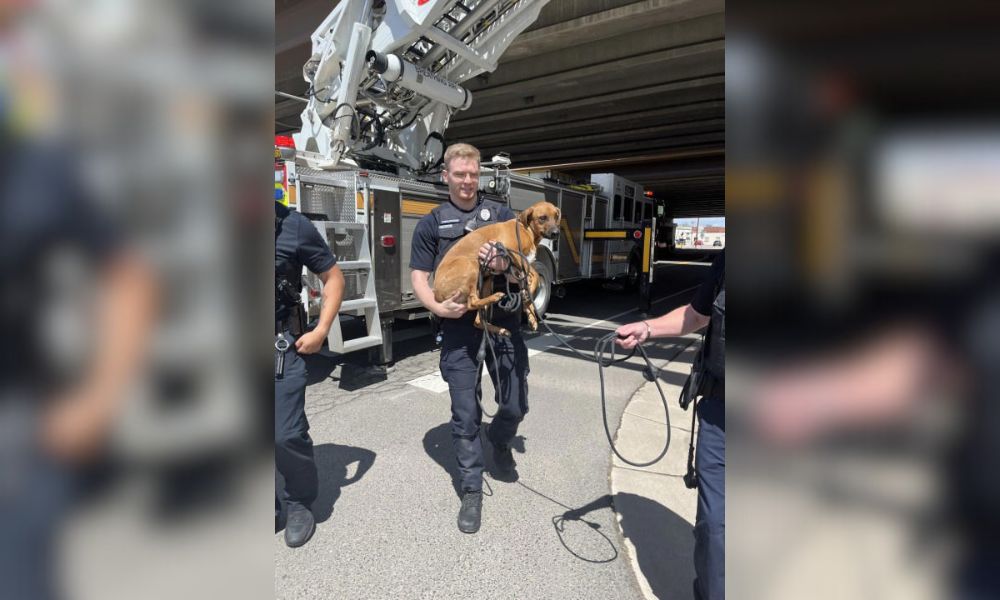 Rescuers Save Dog From High Ledge Under Denver Highway Overpass