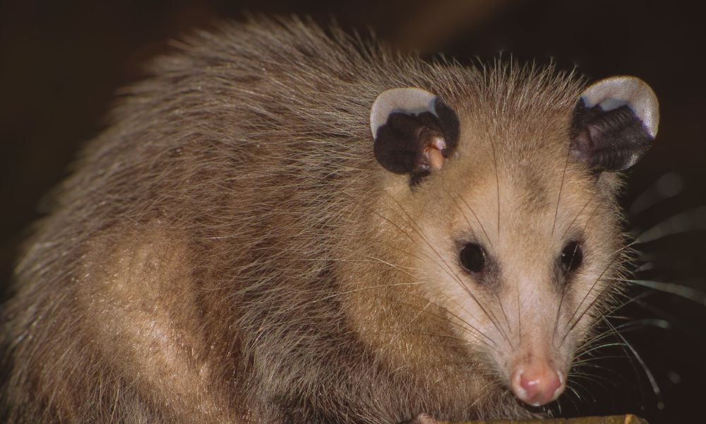 SIGN: Justice for Opossum Doused With Fuel and Set on Fire