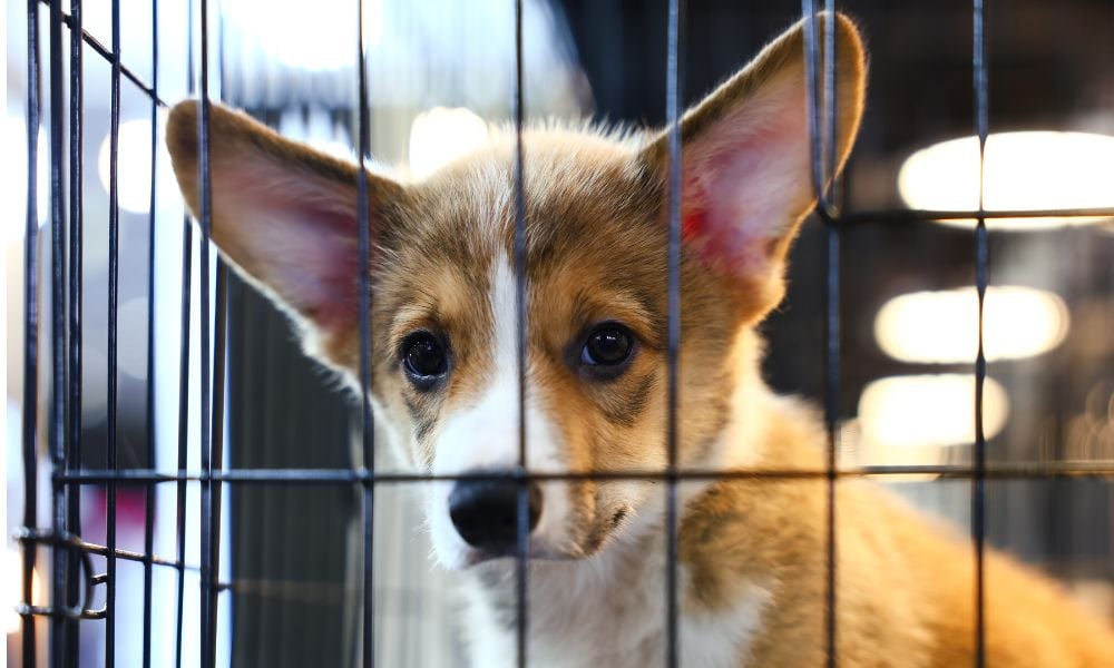 SIGN: Help Ban the Sale of Dogs and Cats in Delaware Pet Stores