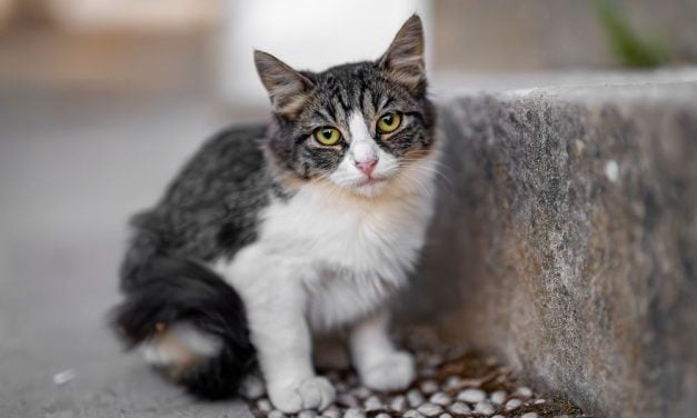 SIGN: Justice for Cats Allegedly Trapped, Shot, and Thrown Into the Street