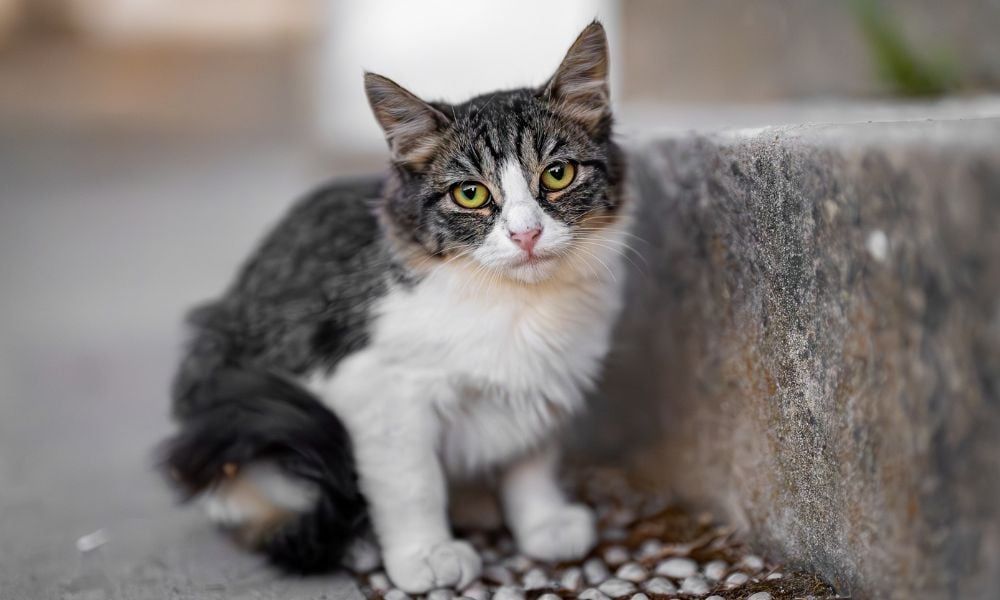 SIGN: Justice for Cats Allegedly Trapped, Shot, and Thrown Into the Street
