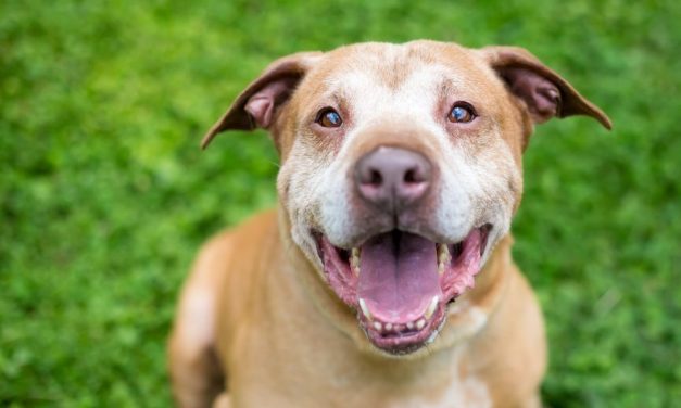 New York County Passes Law to Protect Animals From Convicted Abusers