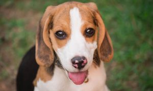 beagle pup