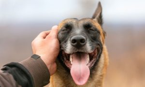 happy dog getting pets