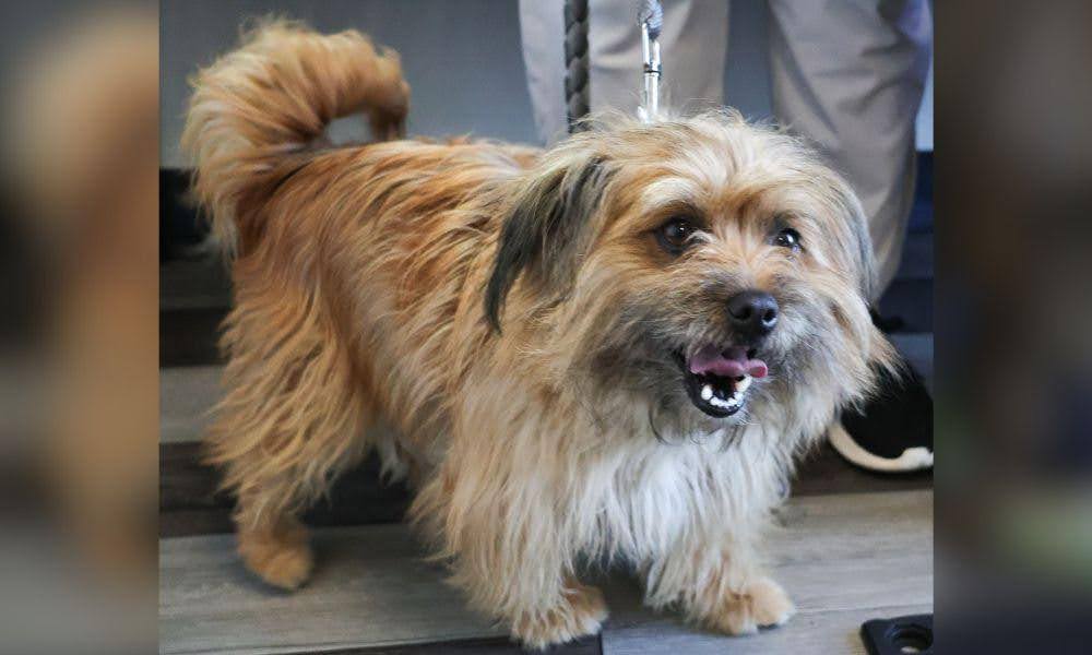 Smiling scruffy dog