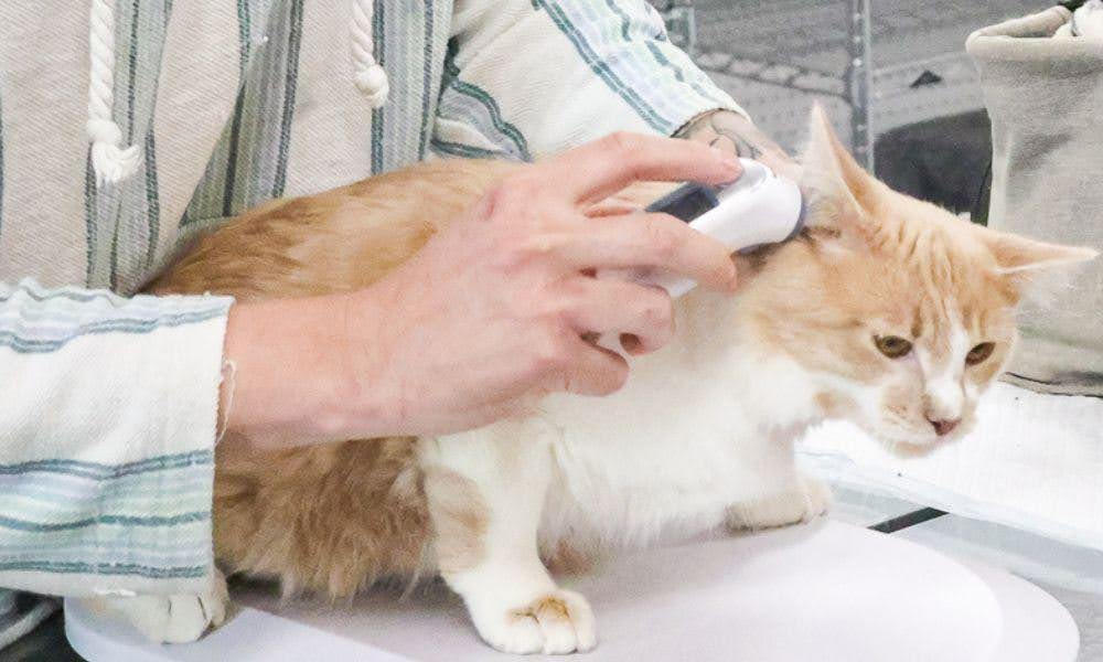 Orange cat getting temperature taken