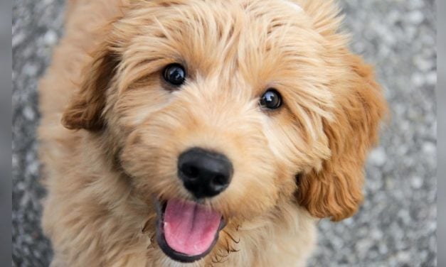 New Georgia Law Bans Outdoor Sales of Dogs, Cats, and Domestic Rabbits