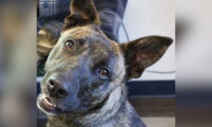 Brindle dog