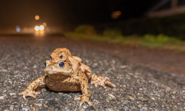 Wildlife Underpasses Drastically Reduce Amphibian Deaths, Study Finds