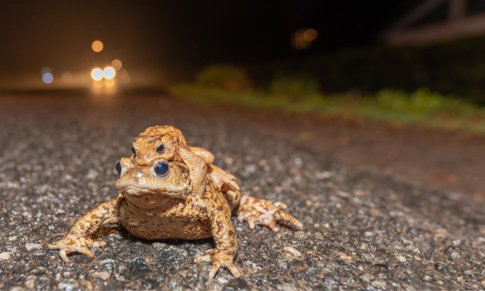A pair of toads crossing the road