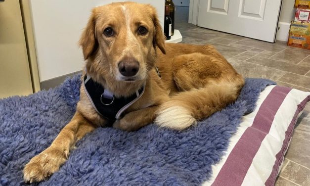 Escaped Dog Travels 100 Miles in 36 Days Before She’s Rescued at Sea