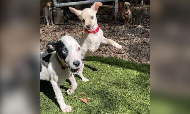 Lady Freethinker Brings Lifesaving Aid to Dogs & Cats in Rural Mexico