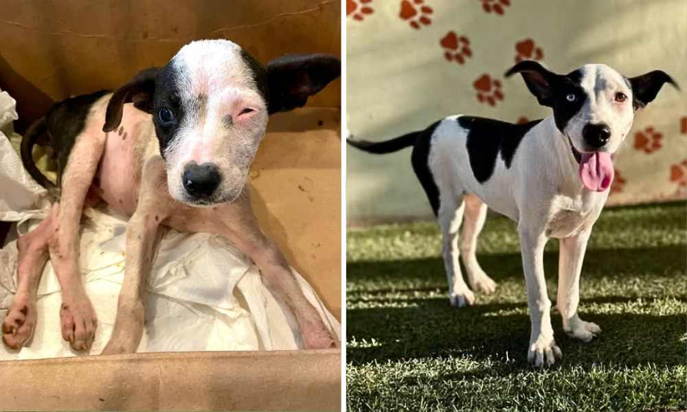 Baby Annie Before & After