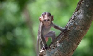 Baby monkey in a tree