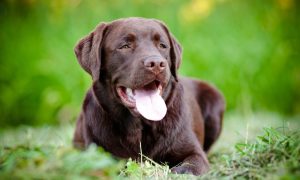 Brown dog lying on the grass