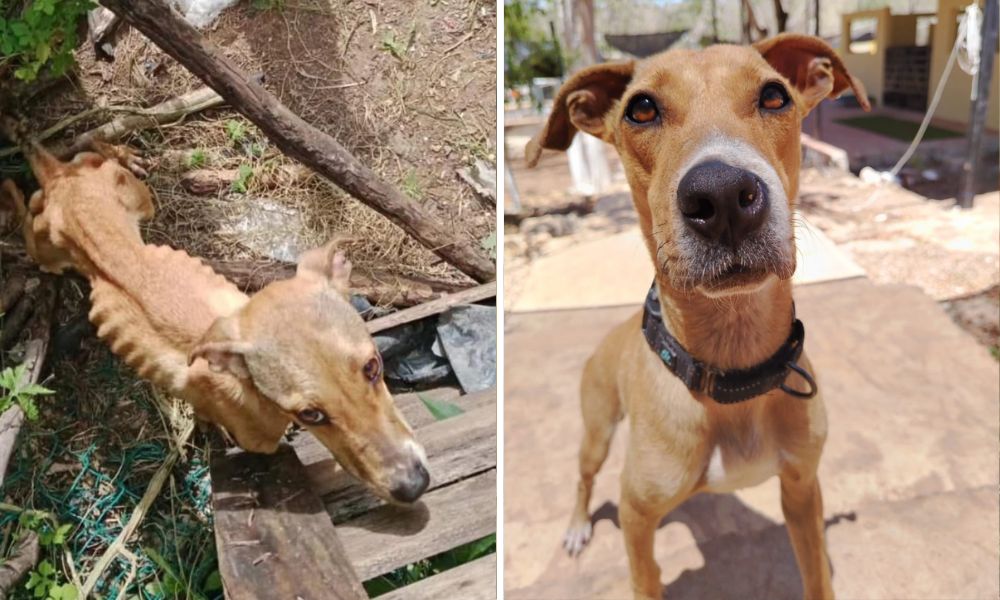 Churro Before & After