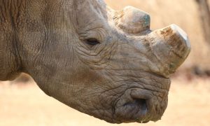 Dehorned white rhino